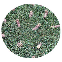 Albert Lea spring touch aeration and seeding